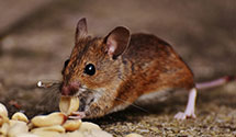 24 Hour & Emergency Exterminators in Clearwater, SC